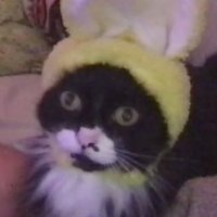 cat named psycho (@immpsycho) Twitter profile photo