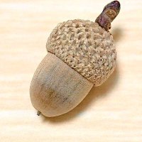 どんぐりの人 (@donguribito) 's Twitter Profile Photo