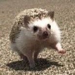 고슴도치 폭군 이샤 ÒwÓ)=3さんのプロフィール画像