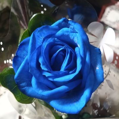 Claudistefany's profile picture. 💛💙❤