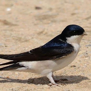 Schwalbe_Birdie's profile picture. Suum cuique