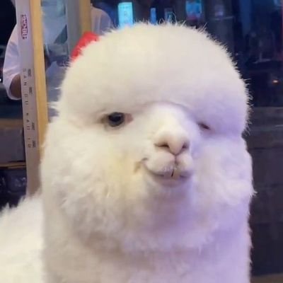 j_jaii12's profile picture. เดี๋ยวมึงเจอกูอีปลาทอง