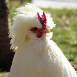 thechickenlord_'s profile picture. boblos and mincraft kool