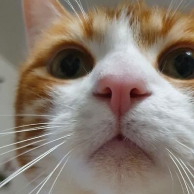 EliseCalonec's profile picture. 🍃🌼🌸🌻 On n'a pas deux coeurs, l'un pour l'homme, l'autre pour l'animal. On a du coeur ou on n'en a pas. (Lamartine)