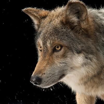 Steppes_Wolf's profile picture. 