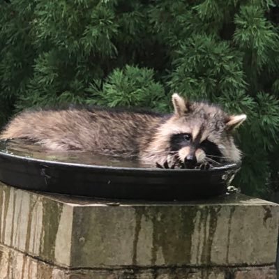 No courage to tweet but I do a lot of reading, learning and liking as long as it's for President Trump and his family. Also like animal pictures. #MAGA No DM