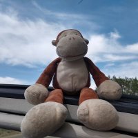 Baby Monkey(@babymonk13) 's Twitter Profile Photo