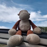 Baby Monkey (@babymonk13) 's Twitter Profile