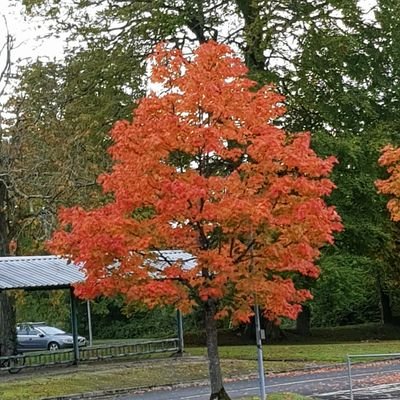 fionahogan11's profile picture. 