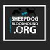 Sheepdog Bloodhound (@sheepdogone) Twitter profile photo Sheepdog Bloodhound (@sheepdogone) Twitter profile photo