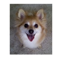 Sasha (@chachipoochie) 's Twitter Profile