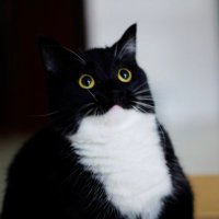  ̄\_( ツ )_/ ̄ (@hello_legends) 's Twitter Profile