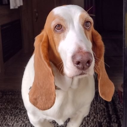Just your typical Basset hound which means I'm kind of special!  I would love to make some new friends here on Twitter!