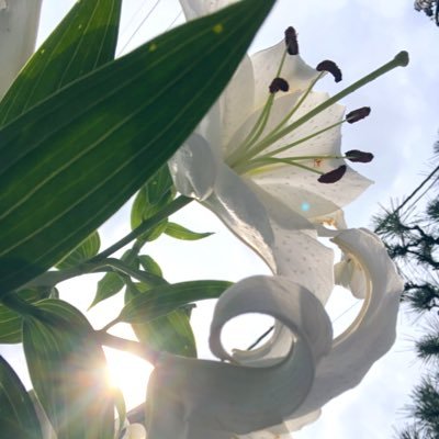 _Arcturus190's profile picture. マヤ暦アドバイザー（シンクロニシティ研究会）・エンジェルライトヒーリングマスター・ネイリスト