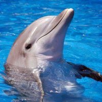 Barbara Romano La Bina🌹🐾❤ (@c45dc8efe1c4495) 's Twitter Profile