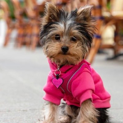 BoricuaTerrier's profile picture. Lára New Yorkie Girl ❤️  RIP Duchess 2009-2021 #Boricuaterrier