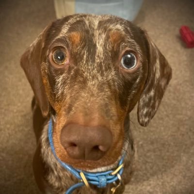 Dorset born and bred Chocolate Dapple Dachshund with much sassy attitude loving all hoos, doggies, but especially other sausages!