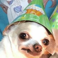 Darealserg (@darealserg) 's Twitter Profile