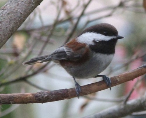 mspeggyrose's profile picture. 