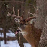 DeerHourly (@deerhourly) 's Twitter Profile Photo