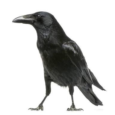 八咫ノ鴉さんのプロフィール画像