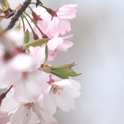 のんびり不定期ですが お花の写真を撮っています 📷︎⋆*