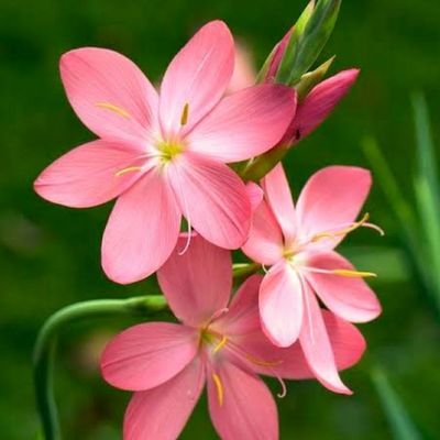 TanmoyG25280163's profile picture. love to live life