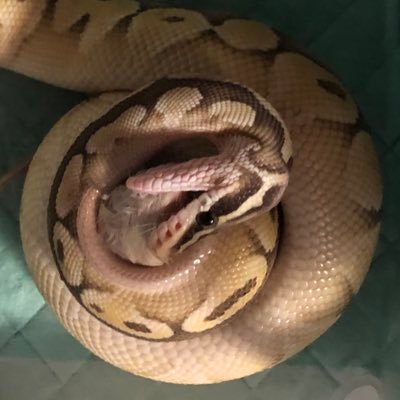 mori1018ihu's profile picture. ボールパイソン7匹飼育してます(^^) ボールパイソン好きな方と繋がり募集中です！