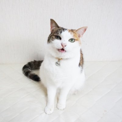 catsitterLien Profile Picture