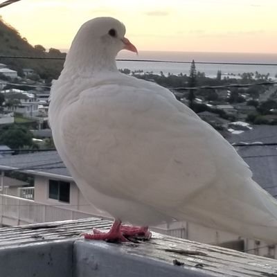 Found on a stormy day, 12 days old. A human rescued, raised me in her home. She wanted me to be free...in memory of my Uglybird.