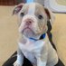 Arlo the Bulldog (@arlo_bulldog) Twitter profile photo Arlo the Bulldog (@arlo_bulldog) Twitter profile photo