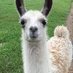 llama (@lamasandstocks2) Twitter profile photo