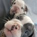 Porkchop and Rocky (@porkchopnrocky) Twitter profile photo Porkchop and Rocky (@porkchopnrocky) Twitter profile photo