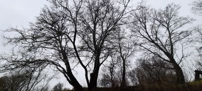 kraval_hencis's profile picture. ...