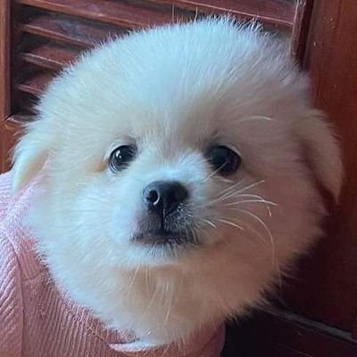 Xanh Xaoさんのプロフィール画像