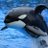 沙花叉様の手下シャチ