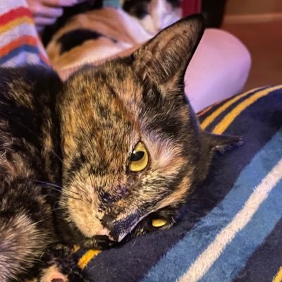 PhoenixHeywood's profile picture. just trying to do better than the me yesterday.