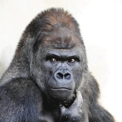 ゴリさんのプロフィール画像