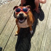 Disco Man (@damnedbritish) 's Twitter Profile