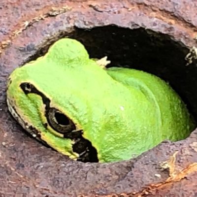 CzPPsh's profile picture. 無言フォロー失礼します。喋らないのでファボリツでご容赦を 半世紀ROMり中