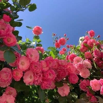 yumi004279801's profile picture. 村上くんの笑顔ってなんであんなに可愛いの。 成人済。