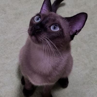 I'm Japanese🇯🇵 studying English.
I have a Burmese cat (girl,champagne,born in April 2021)name is Fran.
#CatsOfTwitter
猫を飼い始めました！(2021.11.7～)
天使の顔した破壊神