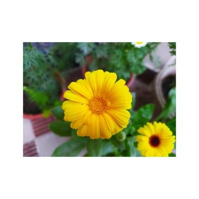 Saumya_Singh31's profile picture. Student👩‍🎓

Banaras Hindu University.