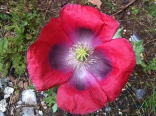 Writenote22's profile picture. 