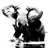 CryptoConservation (@crypto4wildlife) 's Twitter Profile