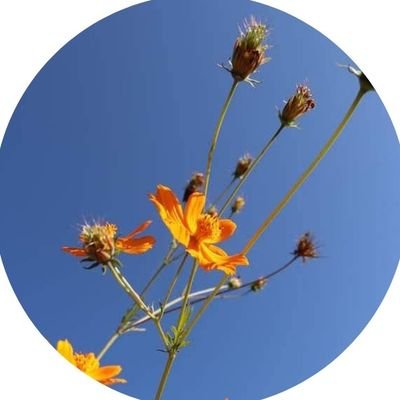 kuse_rin's profile picture. let the cherry blossoms bloom