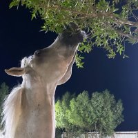 HBM (@hamadmalkuwari) 's Twitter Profile