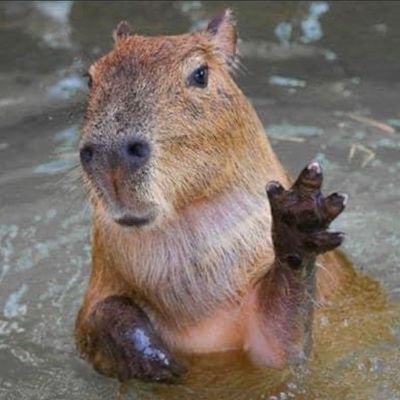 Alaskan in Exile | Aerospace Engineering PhD Student | Leftist Shitposter Extraordinaire | Acolyte of the Brotherhood of Bernard