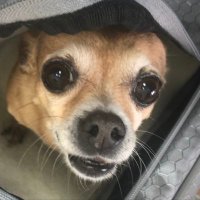 looselarey (@looselarey) 's Twitter Profile