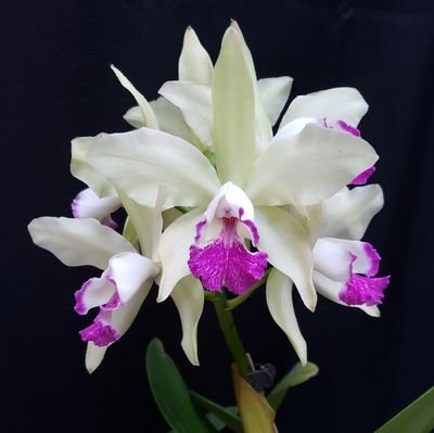Specializing in unique orchids and Orchids grown with out a greenhouse.  Sharing our passion for orchids and sound tips on orchid care.